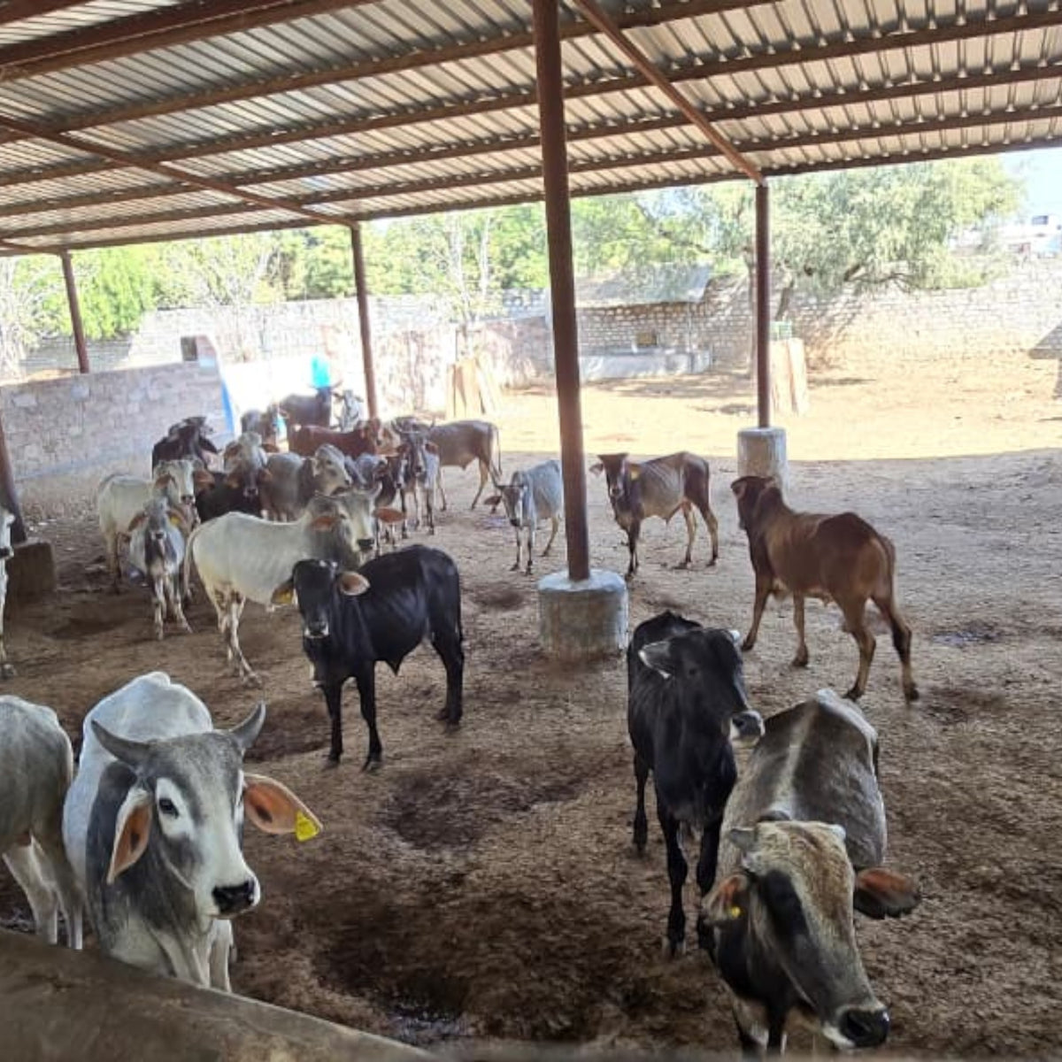 Organic Cow Dung Powder – Pure Sun-Dried Natural Desi Cow Manure for Plants, Gardening, Puja & Havan