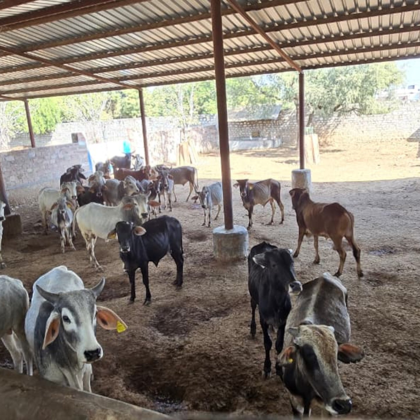 Organic Cow Dung Powder – Pure Sun-Dried Natural Desi Cow Manure for Plants, Gardening, Puja & Havan