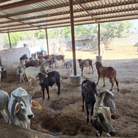 Organic Cow Dung Powder – Pure Sun-Dried Natural Desi Cow Manure for Plants, Gardening, Puja & Havan